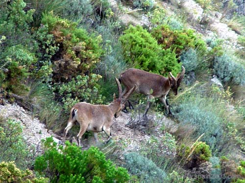 Spain June 2003 Grazalema Dear (1)
