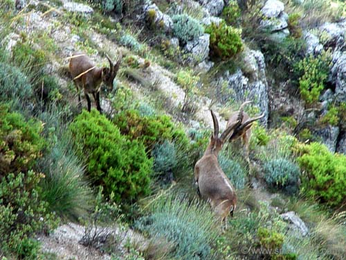 Spain June 2003 Grazalema Dear